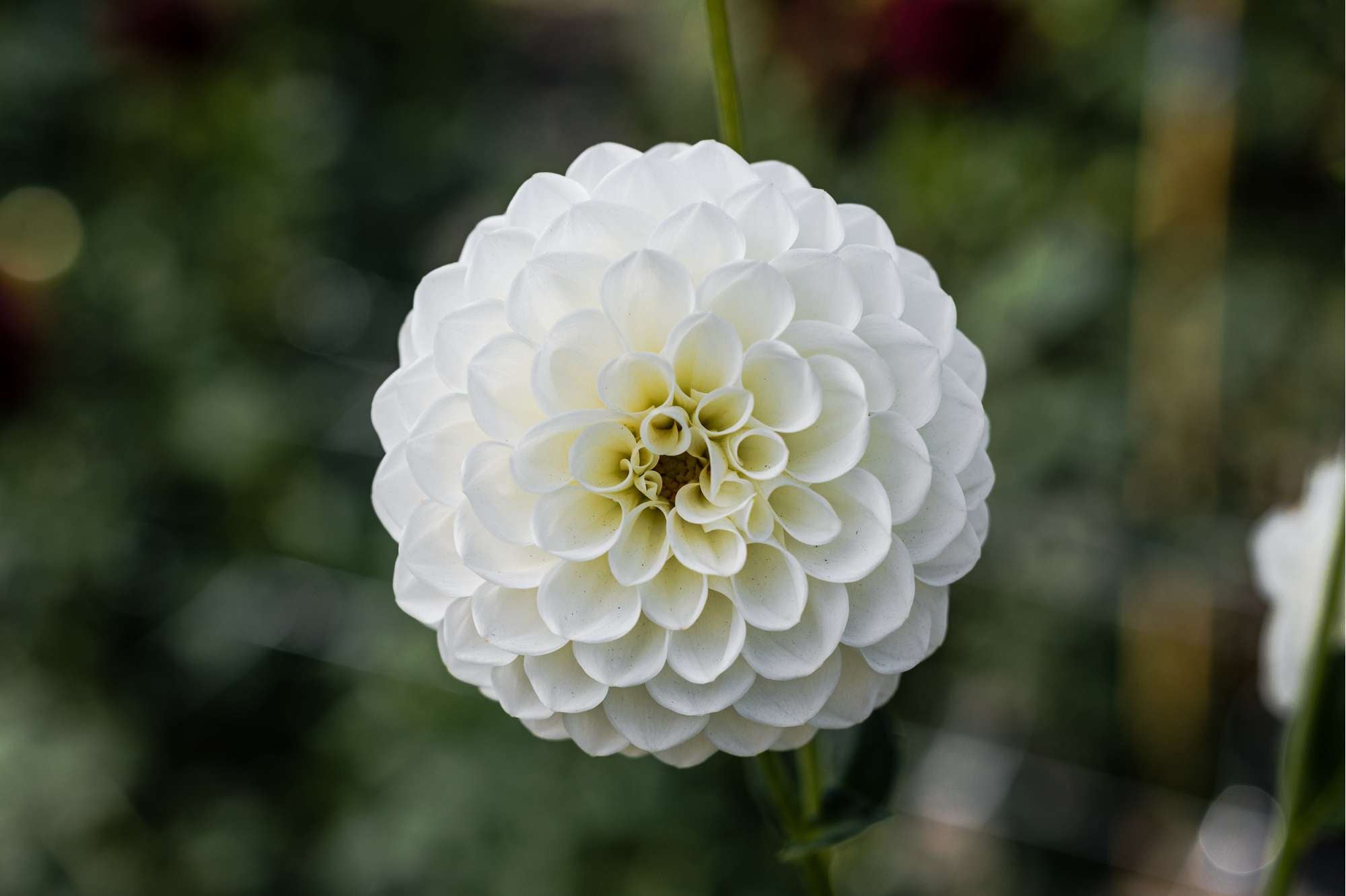 Dahlia 'Boom Boom White'